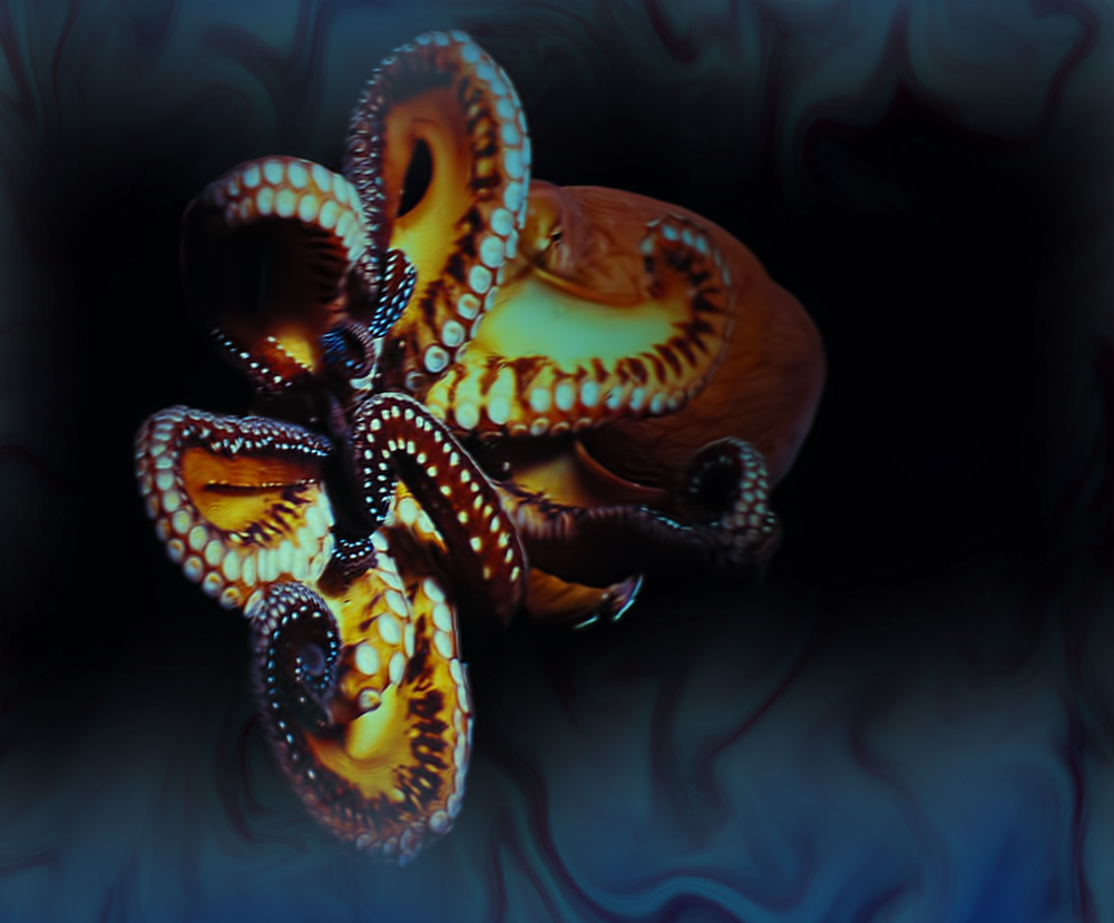 Octopus