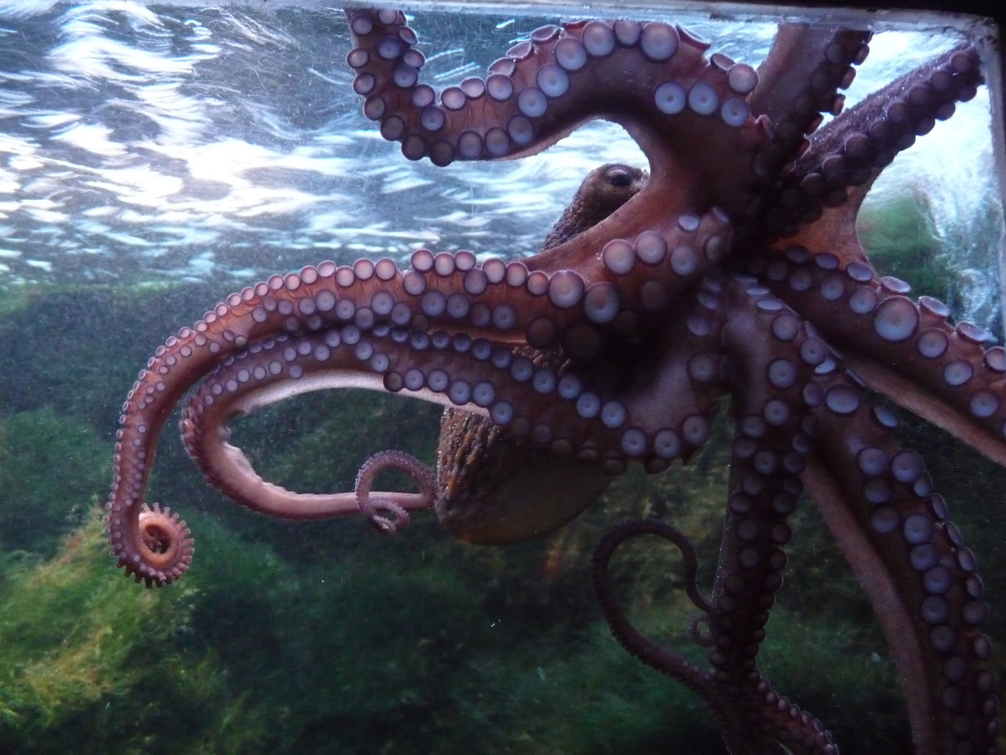 Octopus