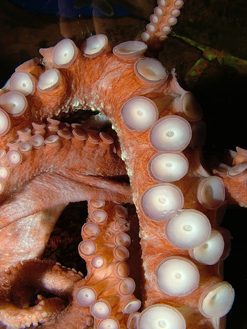 Octopus