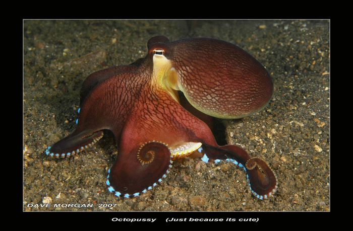 Octopus