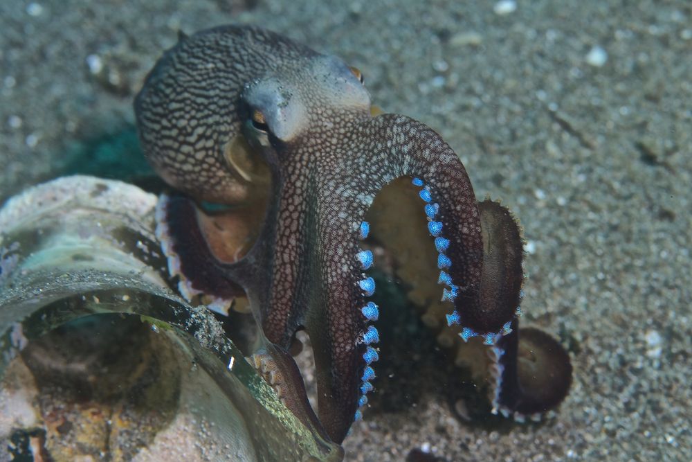 Octopus