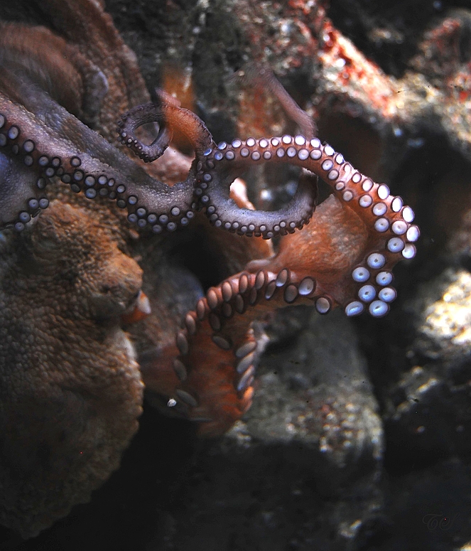 Octopus