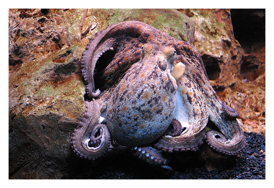 Octopus