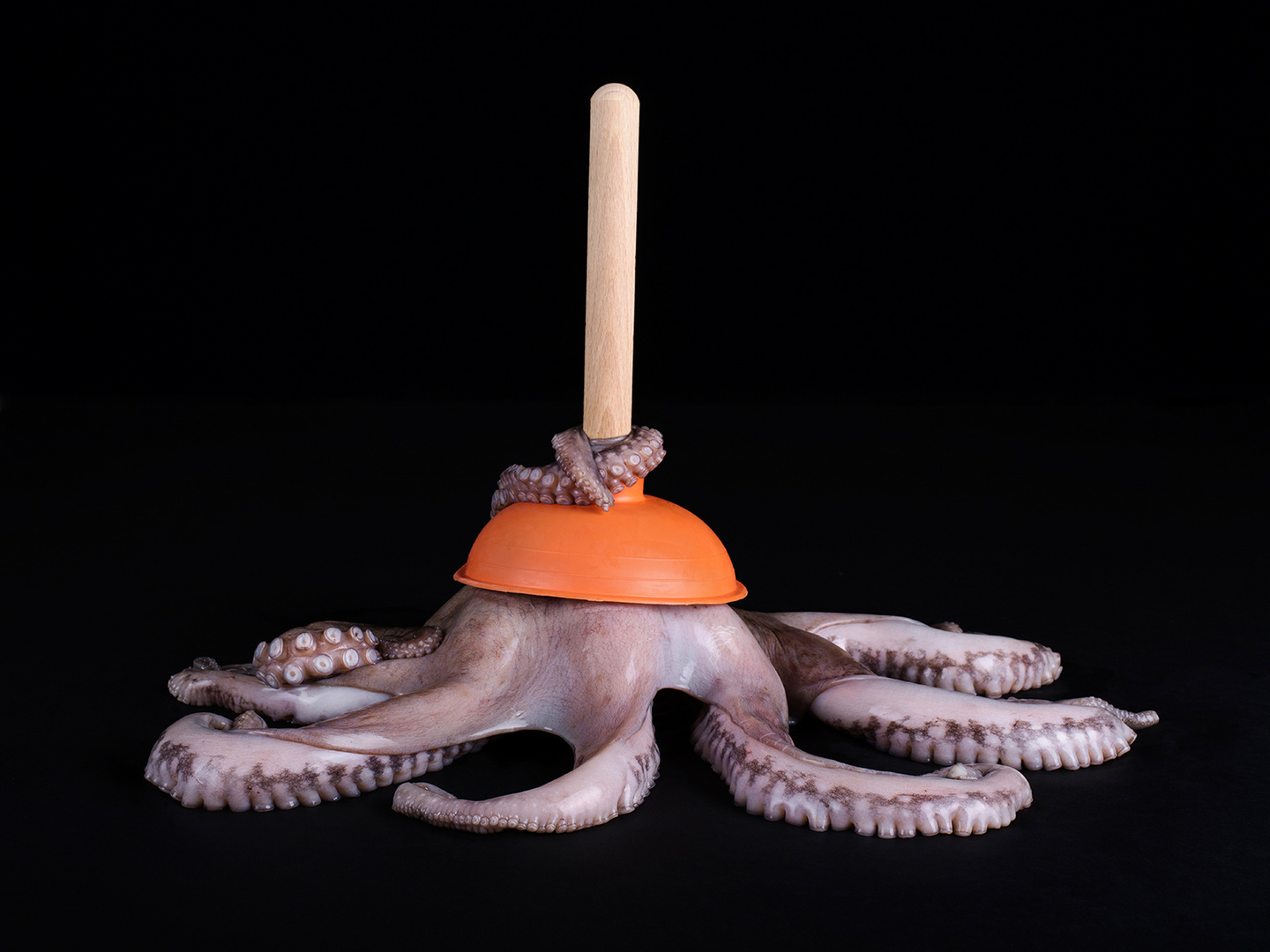 Octopus, dicembre 2013