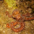 Octopus macropus