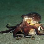 Octopus - Teil 2