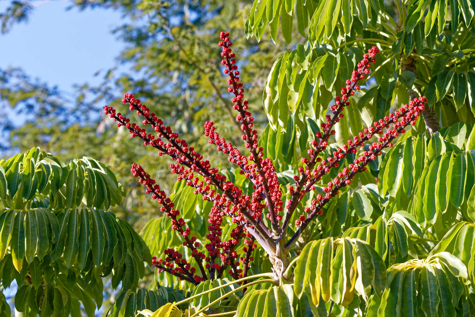 Octopus Tree