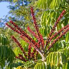 Octopus Tree