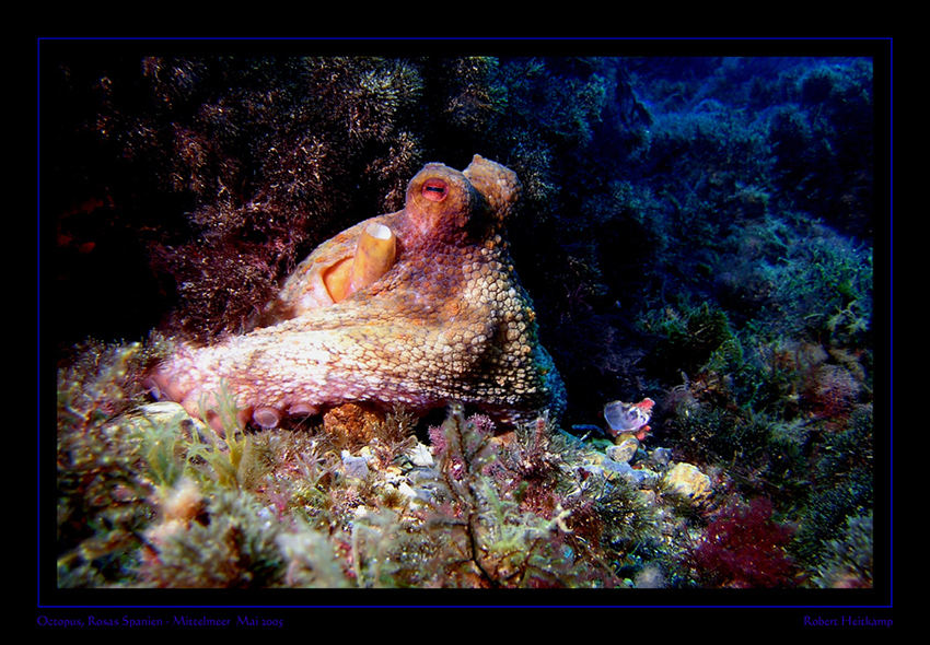 Octopus vor seiner Höhle