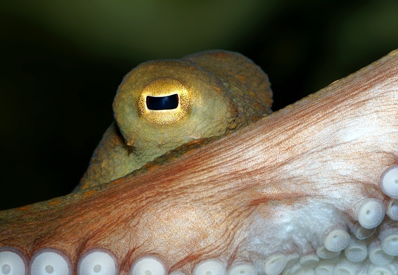 Octopus vulgaris