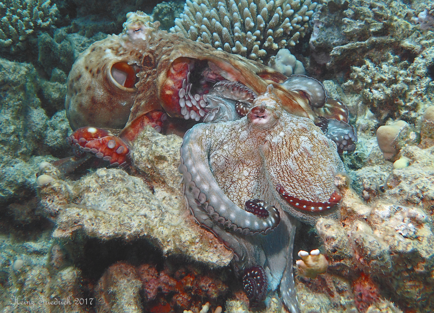 Octopus vulgaris umarmung