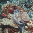 Octopus vulgaris umarmung