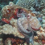 Octopus vulgaris umarmung