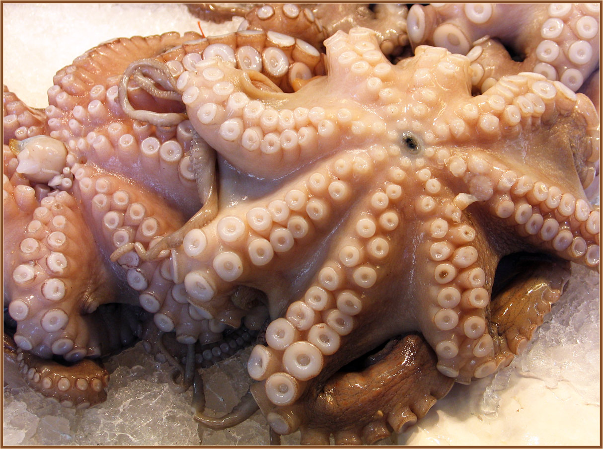 Octopussi
