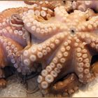 Octopussi