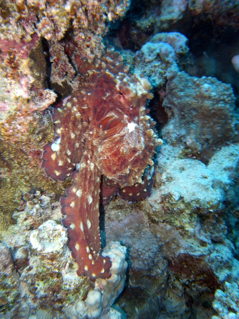 Octopussi