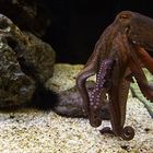 Octopussy