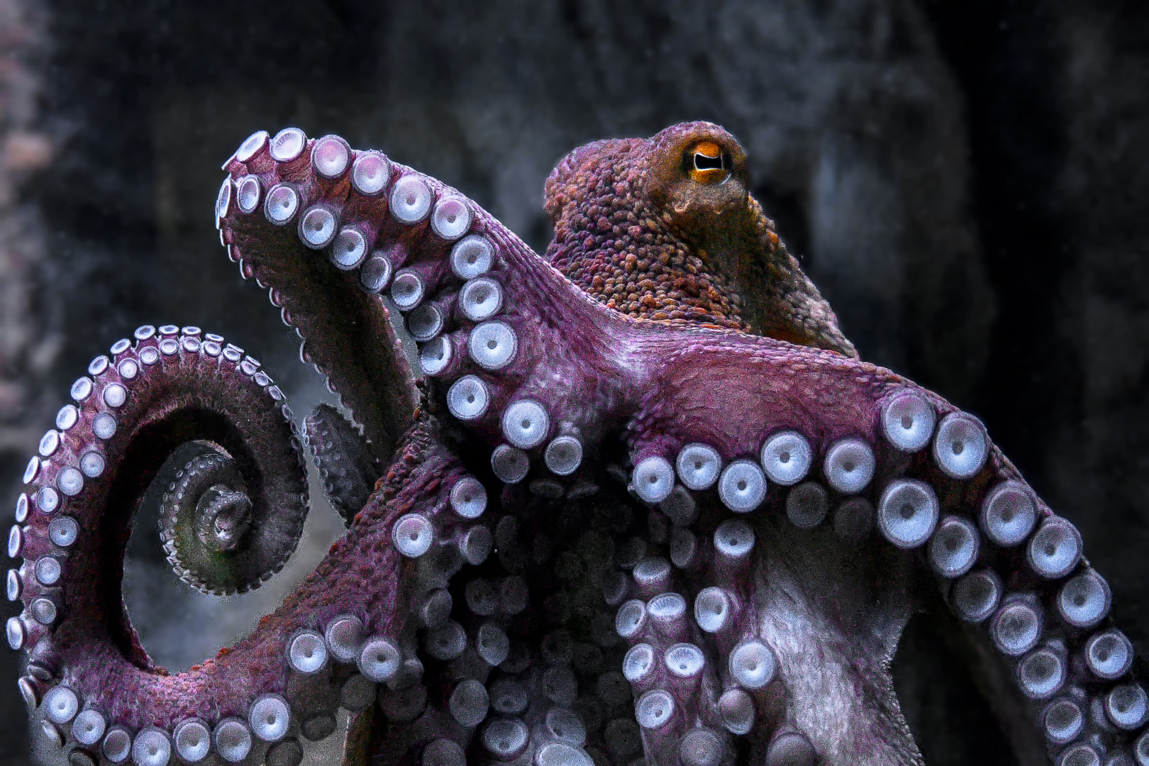 Octopussy Foto & Bild tiere, zoo, wildpark & falknerei, zoo