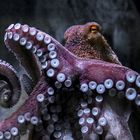 Octopussy