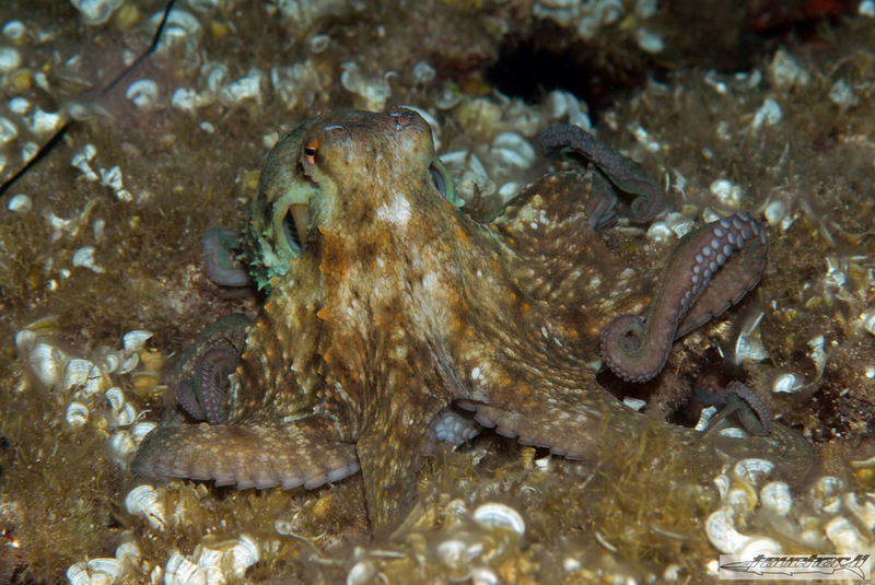 Octopussy beim nächtlichen Spatziergang