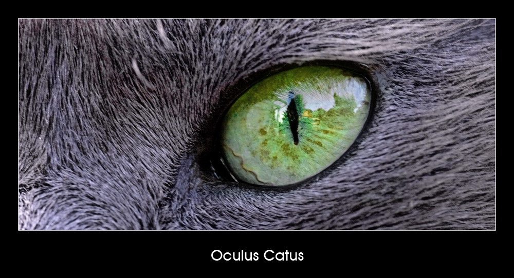 Oculus Catus