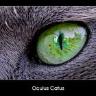 Oculus Catus