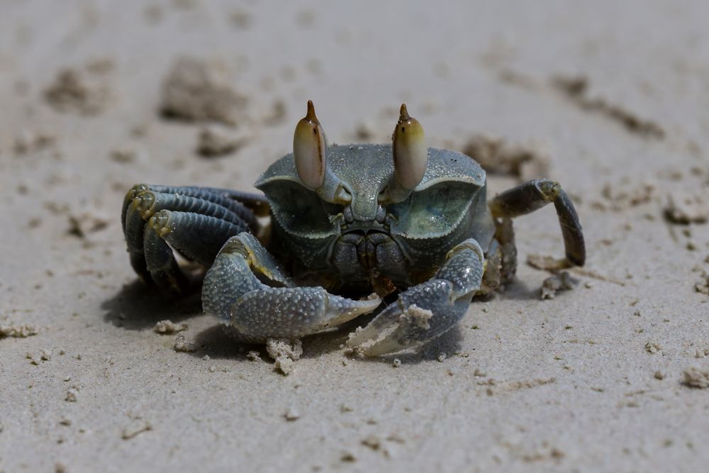 ocypode ceratophthalmus - was denkst du denn?