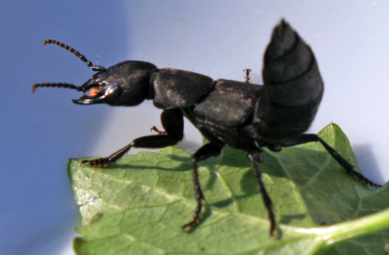 Ocypus olens, Schwarzer Moderkäfer