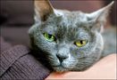 odd eye cat by Bineta 
