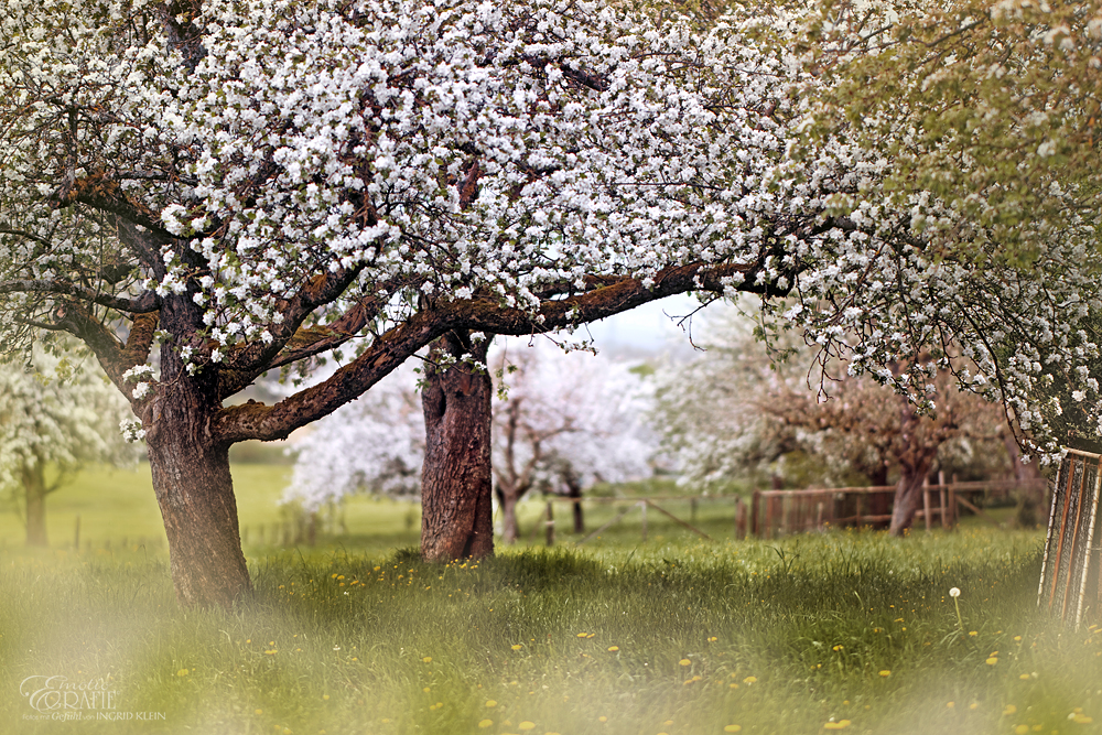 Ode an den Frühling