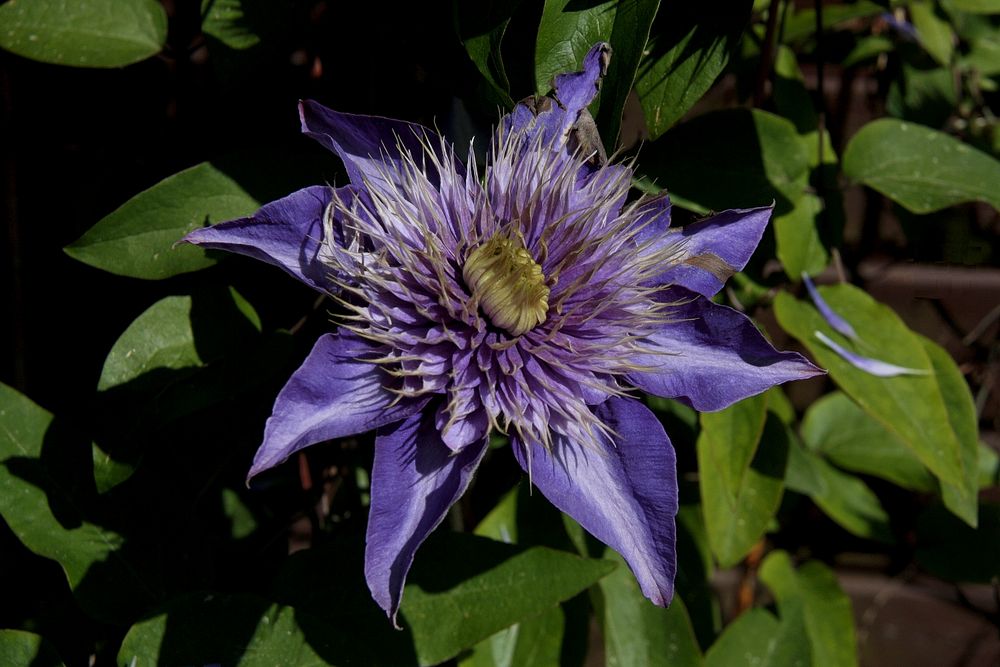 Ode an den Mai ( Clematis )