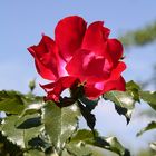 Ode an den Mai ( La Rose )