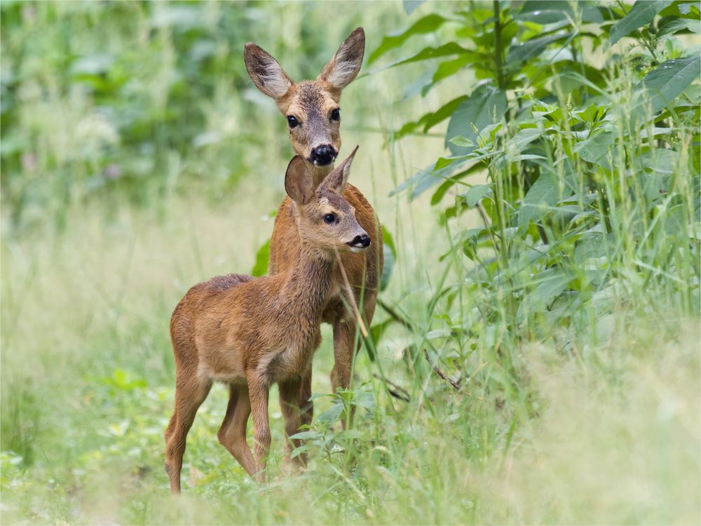 Ode an die Natur