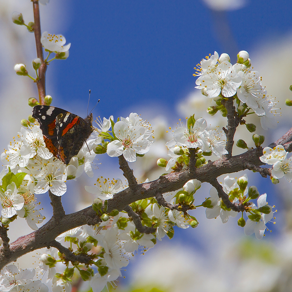 Ode au Printemps