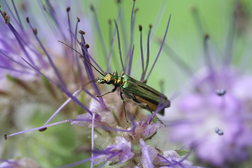 Odemera nobilis