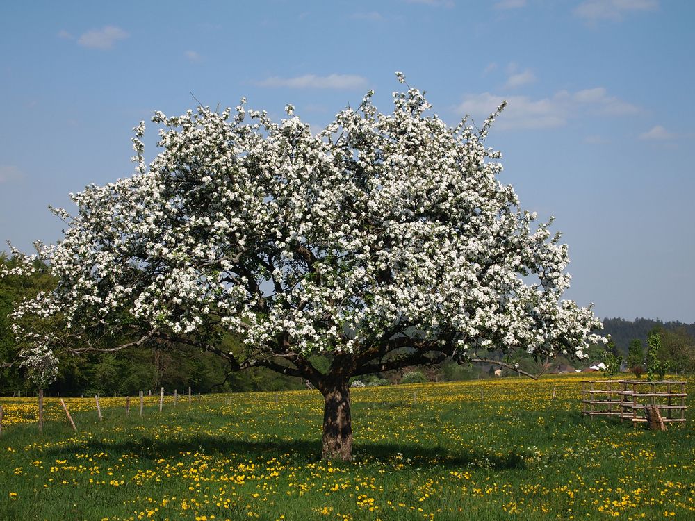 Odenwälder Frühling