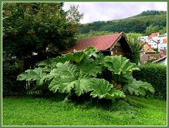 Odenwälder Gartenkunst 1