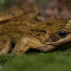 Odenwälder "Kampf-Waldfrosch"