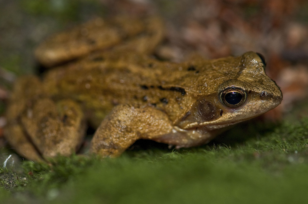 Odenwälder "Kampf-Waldfrosch"