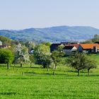 Odenwald bei Laudenau 2016