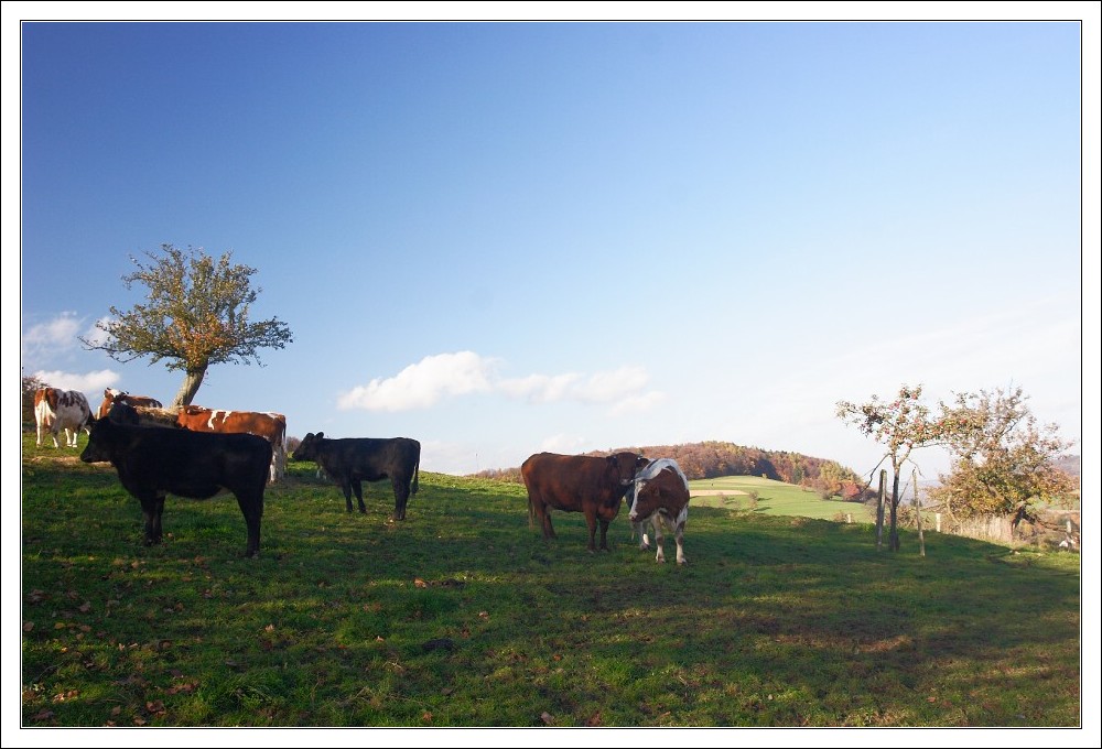 Odenwald Cows