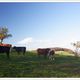 Odenwald Cows