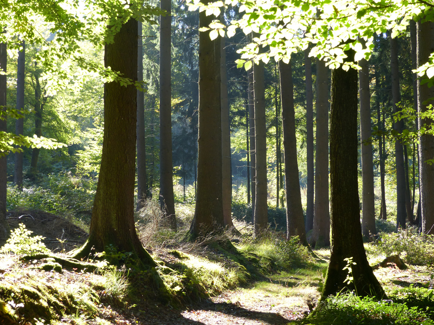 Odenwald