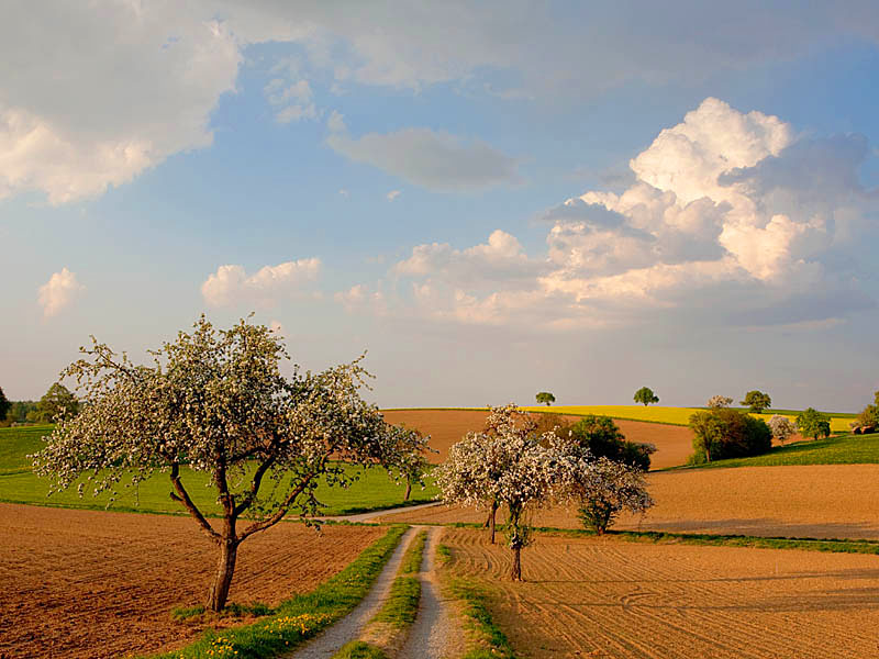 Odenwald - Frühling im Naturpark Neckartal-Odenwald