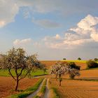 Odenwald - Frühling im Naturpark Neckartal-Odenwald