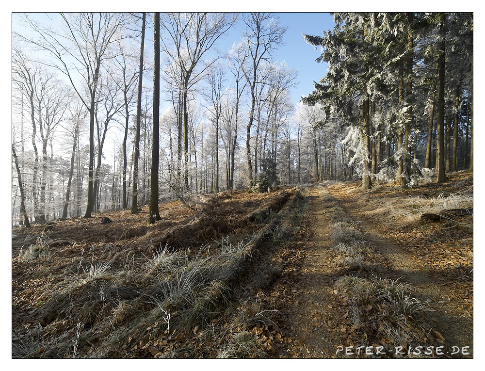 Odenwald im Dezember