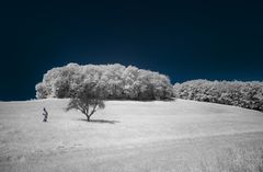 Odenwald IR