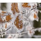 Odenwald - Leaves with Ice