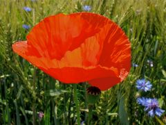 Odenwald - Mohn, 28.6.2012