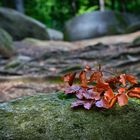 Odenwald Photoworkshop